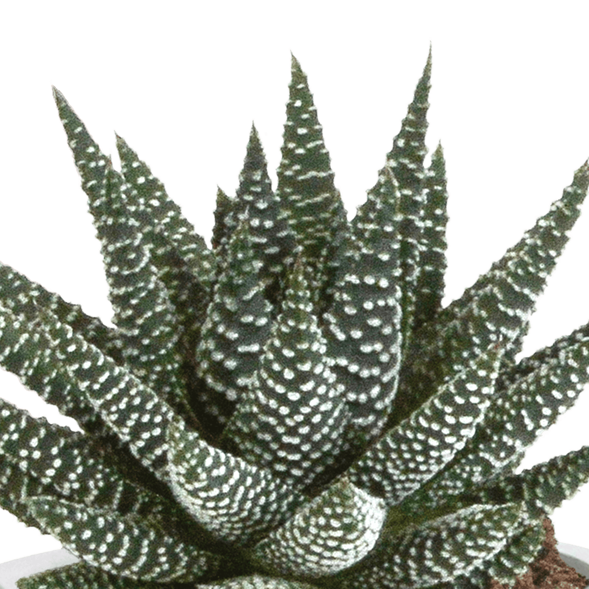 Drei Everspring Gasteria und Haworthia Pflanzen in Terracotta-Töpfen, Ø 8,5 cm, sukkulente Pflanzen für die Fensterbank