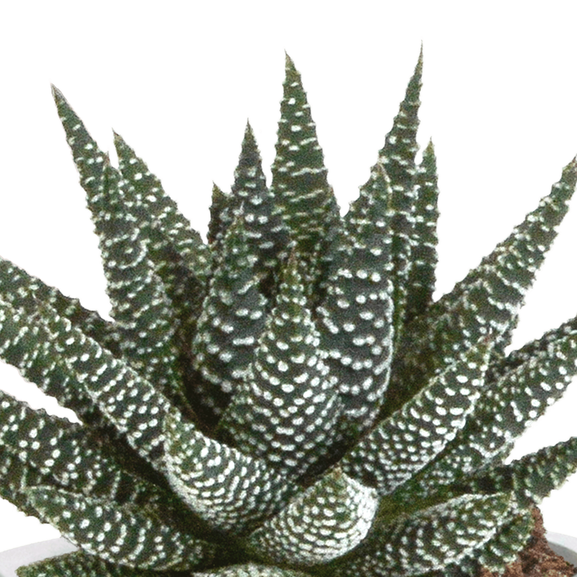 Drei Everspring Gasteria und Haworthia Pflanzen in Terracotta-Töpfen, Ø 8,5 cm, sukkulente Pflanzen für die Fensterbank