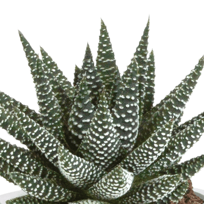 Drei Everspring Gasteria und Haworthia Pflanzen in Terracotta-Töpfen, Ø 8,5 cm, sukkulente Pflanzen für die Fensterbank