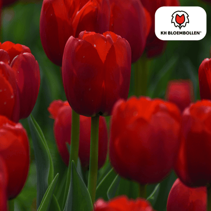 Everspring Tulpenzwiebeln Seadov, 20er-Pack, klassische rote Frühblüher, frische Zwiebeln für bunte Frühlingsblumen.