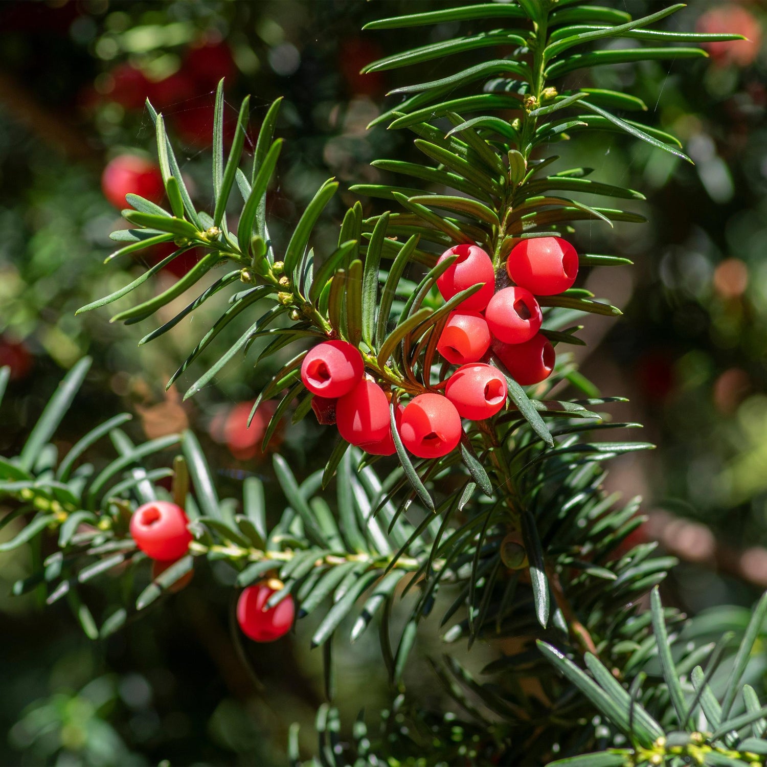 Eibe – Taxus baccata online kaufen | 6 Pflanzen für 1 m Hecke, immergrün &amp; extrem schnittfest – Wurzelwerk Design