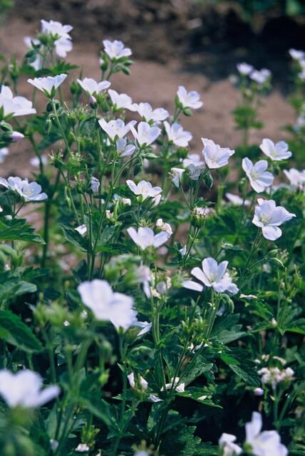 24x Geranium sanguineum ‘Album’ – Weißblühender Storchschnabel – Höhe 10–25 cm – Ø 9 cm Topf - Wurzelwerk Design