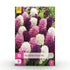 Blumenzwiebeln Hyacinth Pastel Mix | 10 Stück Pastellfarben – Zwiebelgröße 14/15 – XXL Pack - Wurzelwerk Design