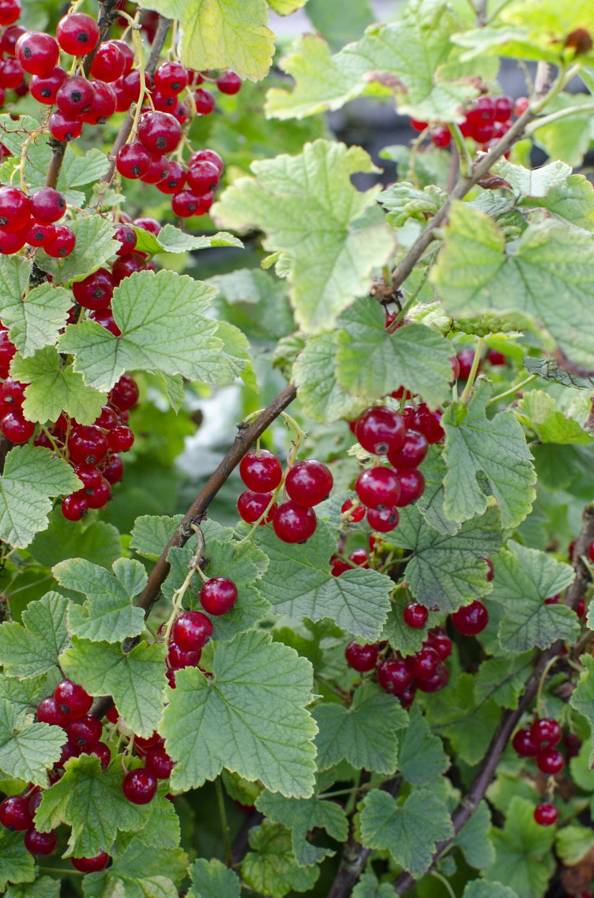 Everspring rote Johannisbeere ‘Jonkheer van Tets’ Pflanze, ca. 45 cm hoch, rote Beeren, im Topf Ø13 cm, frisch und gesund.