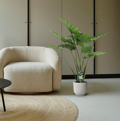 Alocasia Portodora 140 cm – Exotische XL - Zimmerpflanze - Wurzelwerk Design