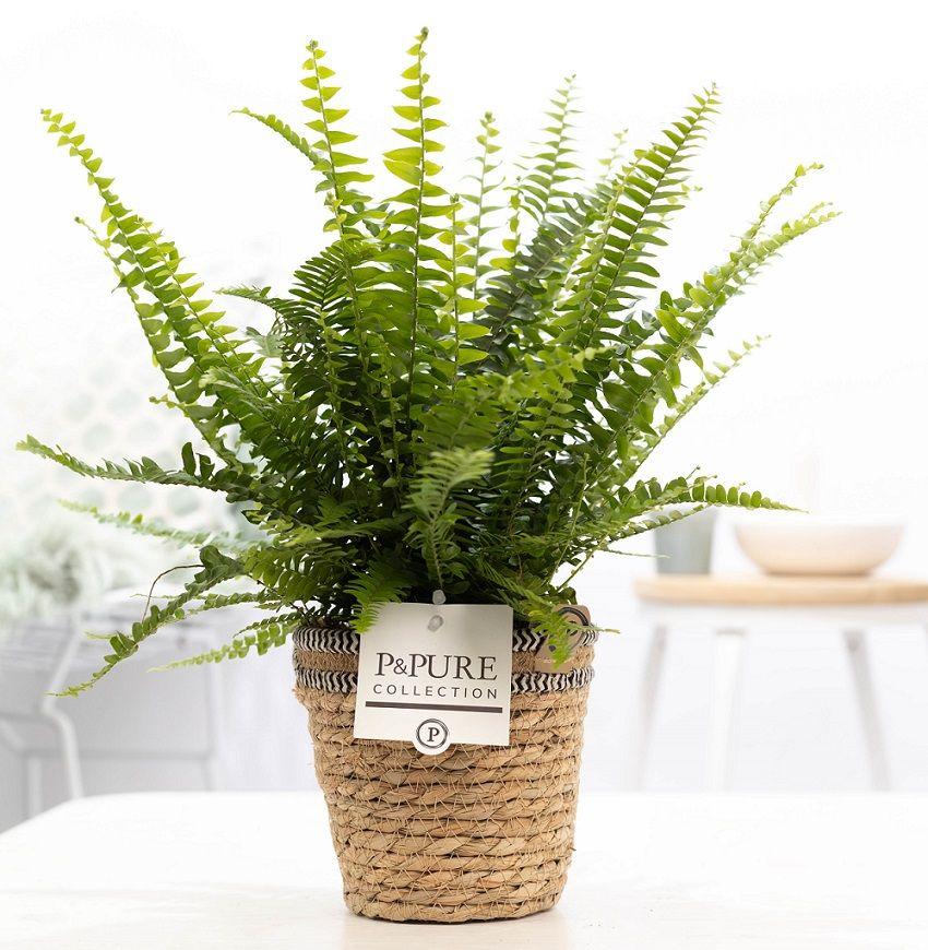 Nephrolepis Green Lady In P&amp;PURE Basket - Ø12cm - ↕35cm - Wurzelwerk Design