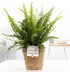 Nephrolepis Green Lady In P&PURE Basket - Ø12cm - ↕35cm - Wurzelwerk Design