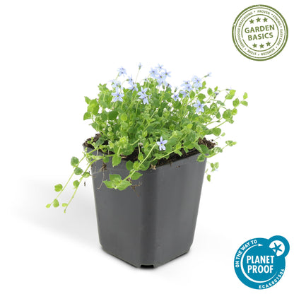 Isotoma fluviatilis – 24 Pflanzen Ø 9 cm ↕ 10–25 cm – Blühfreudiger, trittfester Bodendecker &amp; Rasenersatz