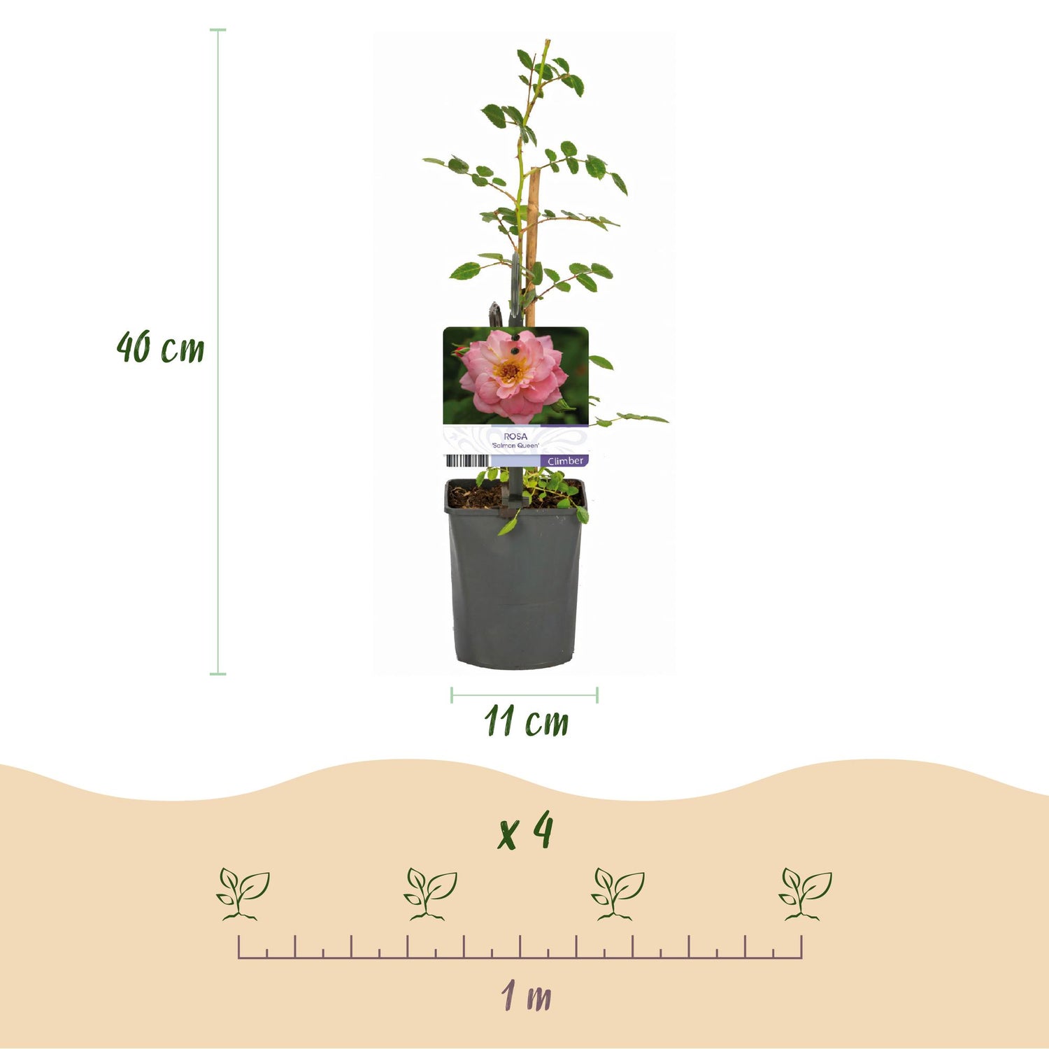 Kletterrose - Rosa Salmon Queen - Blüte Hellrosa - Geringer Pflegeaufwand - 2 Pflanzen - Topf 11cm Höhe 40cm