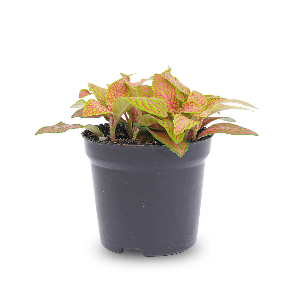 Fittonia Orange Pink Ruby Lime Pflanztopf mit Mosaikmuster, 8 cm Durchmesser, von Everspring, zeigt bunte Blätter und dekoratives Design
