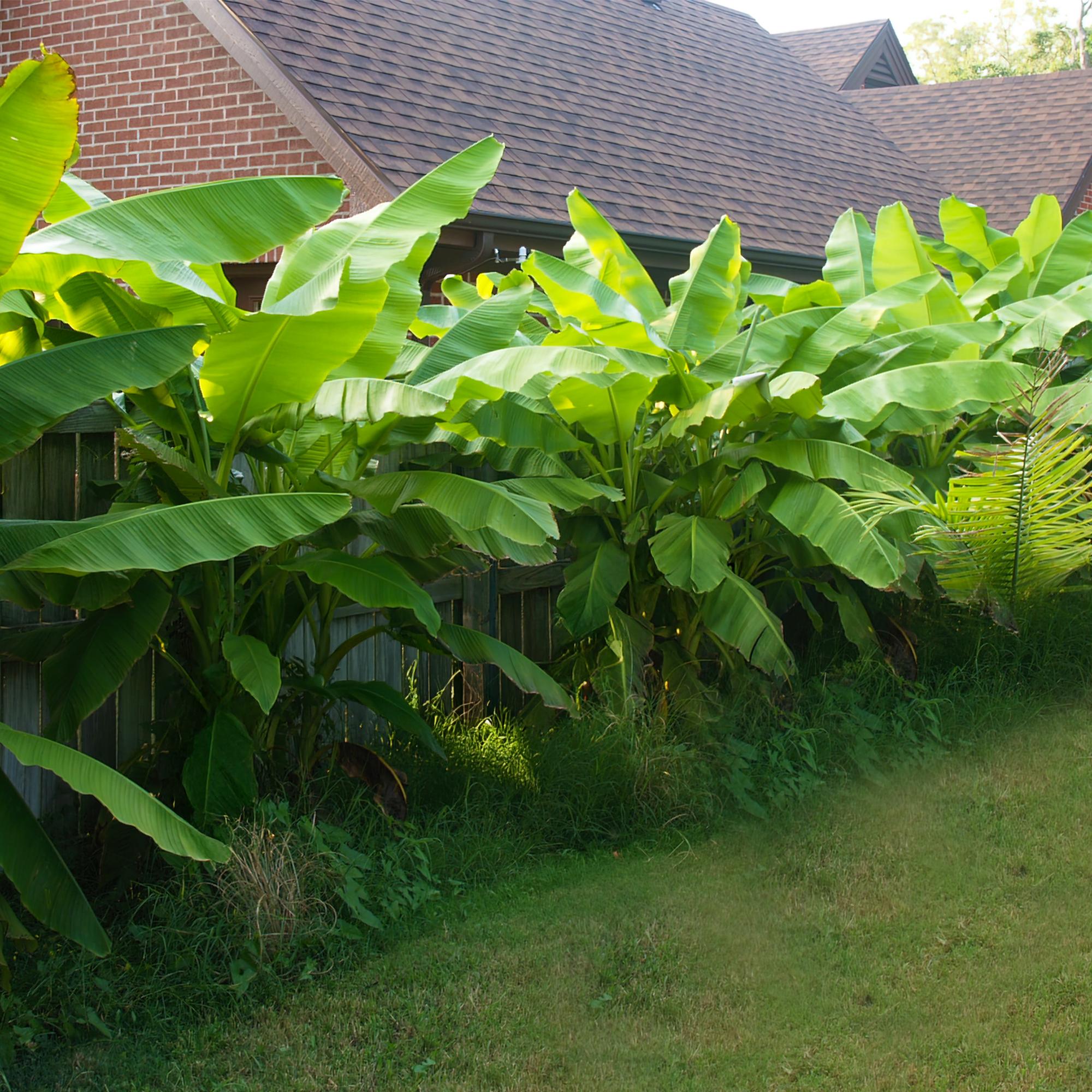 Musa basjoo – Winterharte Bananenpflanze für Garten &amp; Balkon