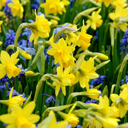 Narzisse Tête-à-Tête – Narcissus online kaufen | 50 bis 400 Blumenzwiebeln, niedrig, früh &amp; verwildernd – Wurzelwerk Design