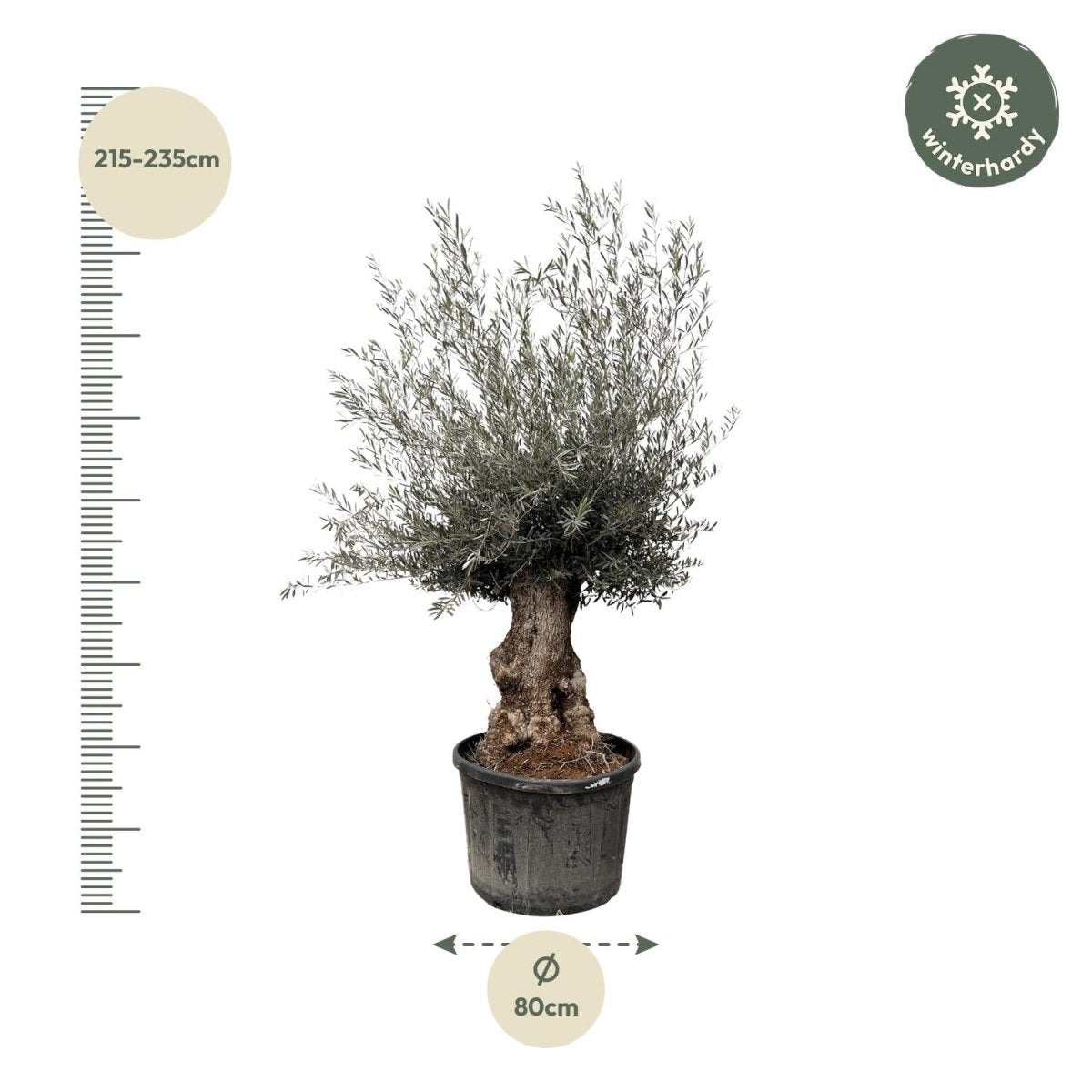 Olivenbaum Bonsai kaufen – Olea europaea Bonsai, 220–250 cm, Mediterran - Wurzelwerk Design