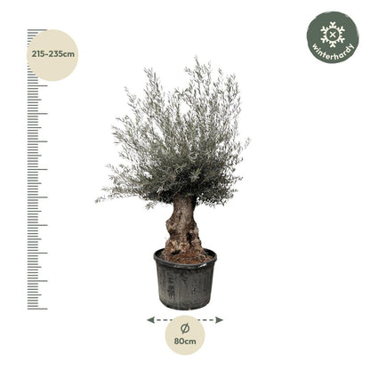 Olivenbaum Bonsai kaufen – Olea europaea Bonsai, 220–250 cm, Mediterran - Wurzelwerk Design