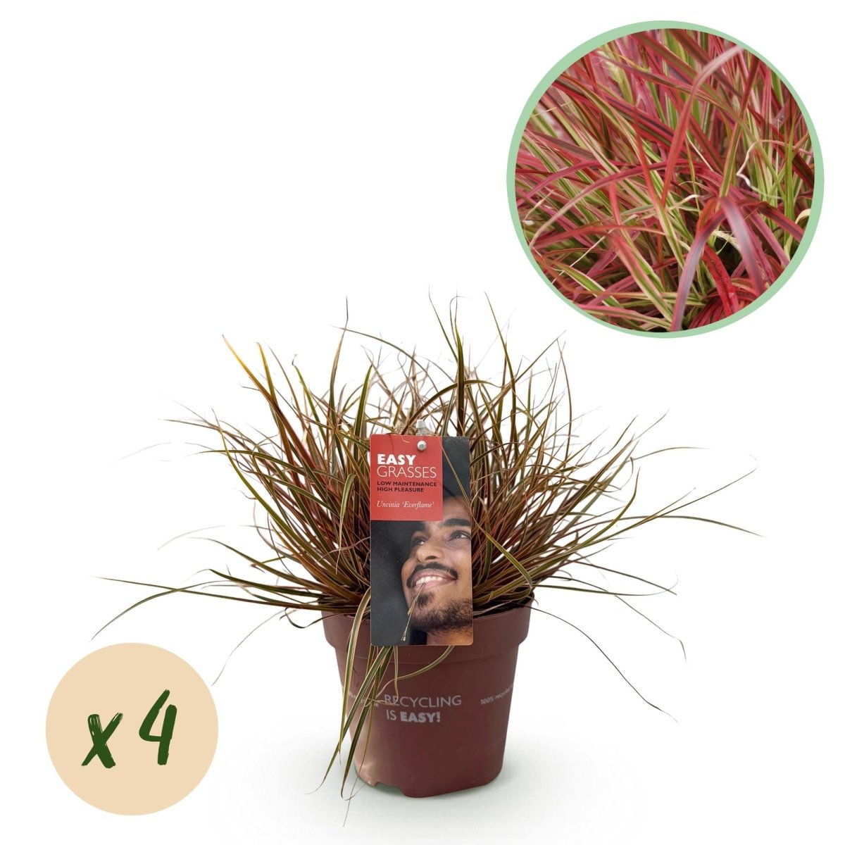 Uncinia rubra &