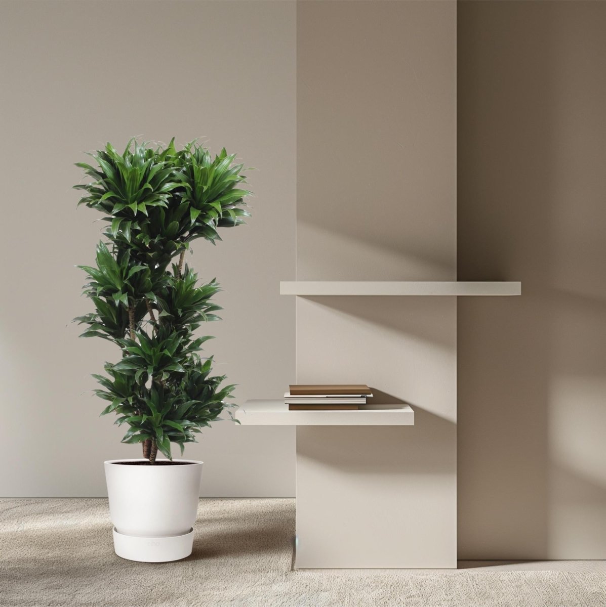 Dracaena Compacta – Pflegeleichte Zimmerpflanze für dein Zuhause - Wurzelwerk Design