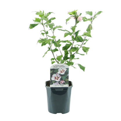 Hibiscus syriacus Hamabo Pflanze mit hellrosa Blüte, Laubabwerfend, in Topf, ca. 45 cm hoch, pflegeleicht, von Everspring
