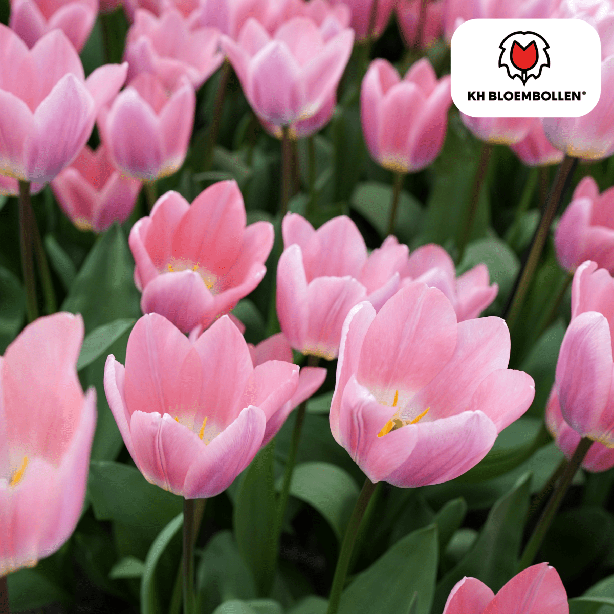Leichte &amp; verträumte Tulpen – 20er - Pack | Pastell - Mischung - Wurzelwerk Design