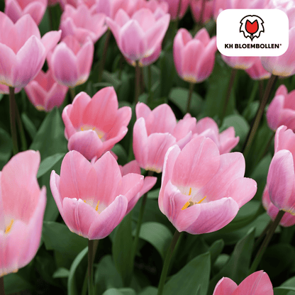 Leichte &amp; verträumte Tulpen – 20er - Pack | Pastell - Mischung - Wurzelwerk Design