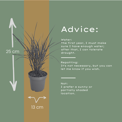 Zebragras kaufen | 3× Miscanthus sinensis Zebrinus, Ø 12 cm