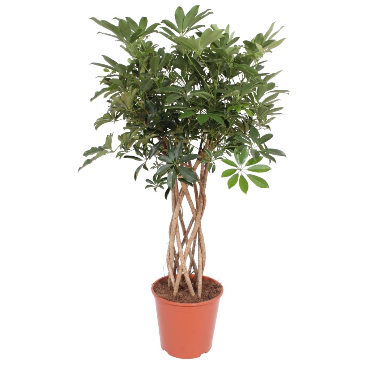 Schefflera arboricola Compacta | Strahlenaralie mit geflochtenem Stamm – Verschiedene Größen - Wurzelwerk Design