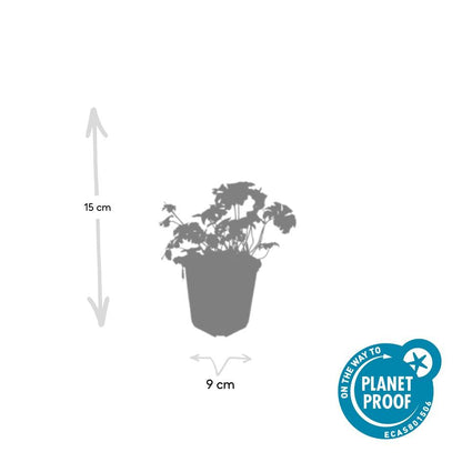 24x Geranium sanguineum ‘Album’ – Weißblühender Storchschnabel – Höhe 10–25 cm – Ø 9 cm Topf