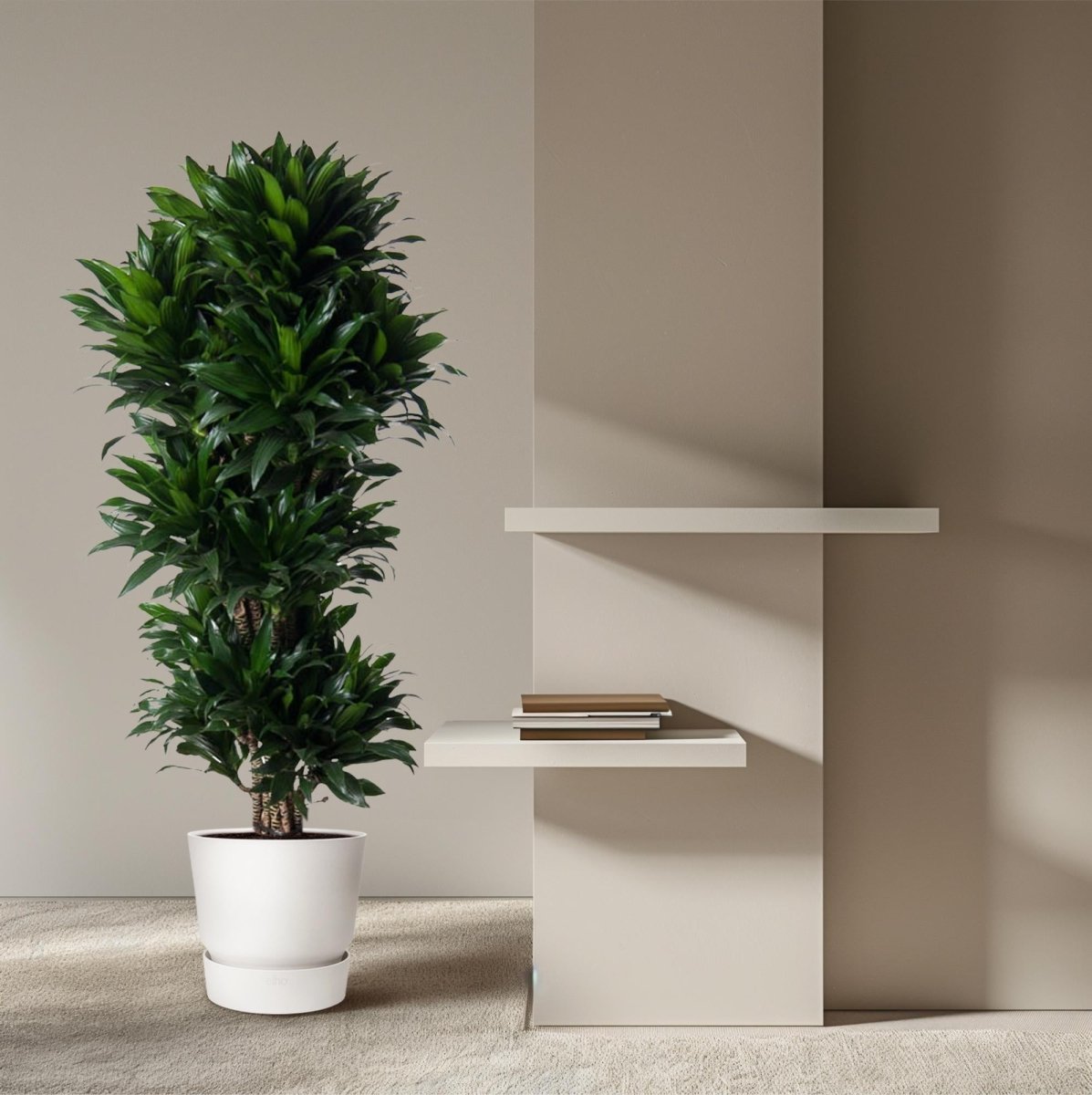 Dracaena Compacta – Pflegeleichte Zimmerpflanze für dein Zuhause - Wurzelwerk Design