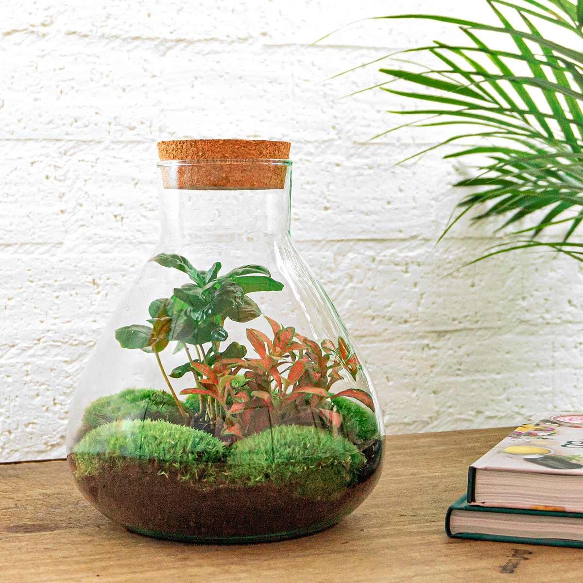 Everspring Flaschengarten Sammie Coffea, 26 cm hoch, mit Rake und Schaufel, kleines Pflanzset für Kaffeepflanze, Dekoration