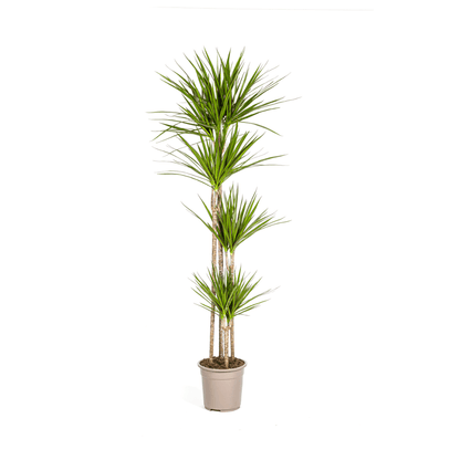 Dracaena Marginata ‘Green’ - Ø 27 cm - 170 - 190 cm - Wurzelwerk Design