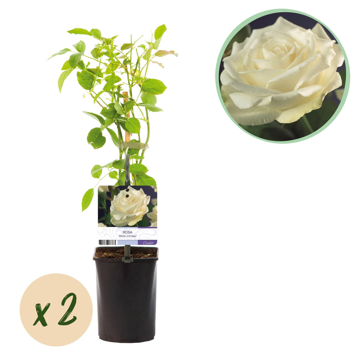 Weiße Kletterrose von Everspring, Topf 11cm, 40cm hoch, zwei Pflanzen, mit weißen Blüten, pflegeleicht, ideal zum Klettern.