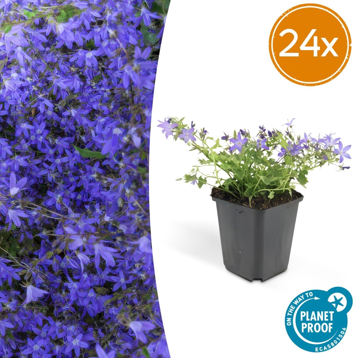 24x Campanula poscharskyana ‘Stella’ – Hängepolster - Glockenblume für Beete, Mauern &amp; Balkon – Höhe 10–25 cm – Ø 9 cm - Wurzelwerk Design