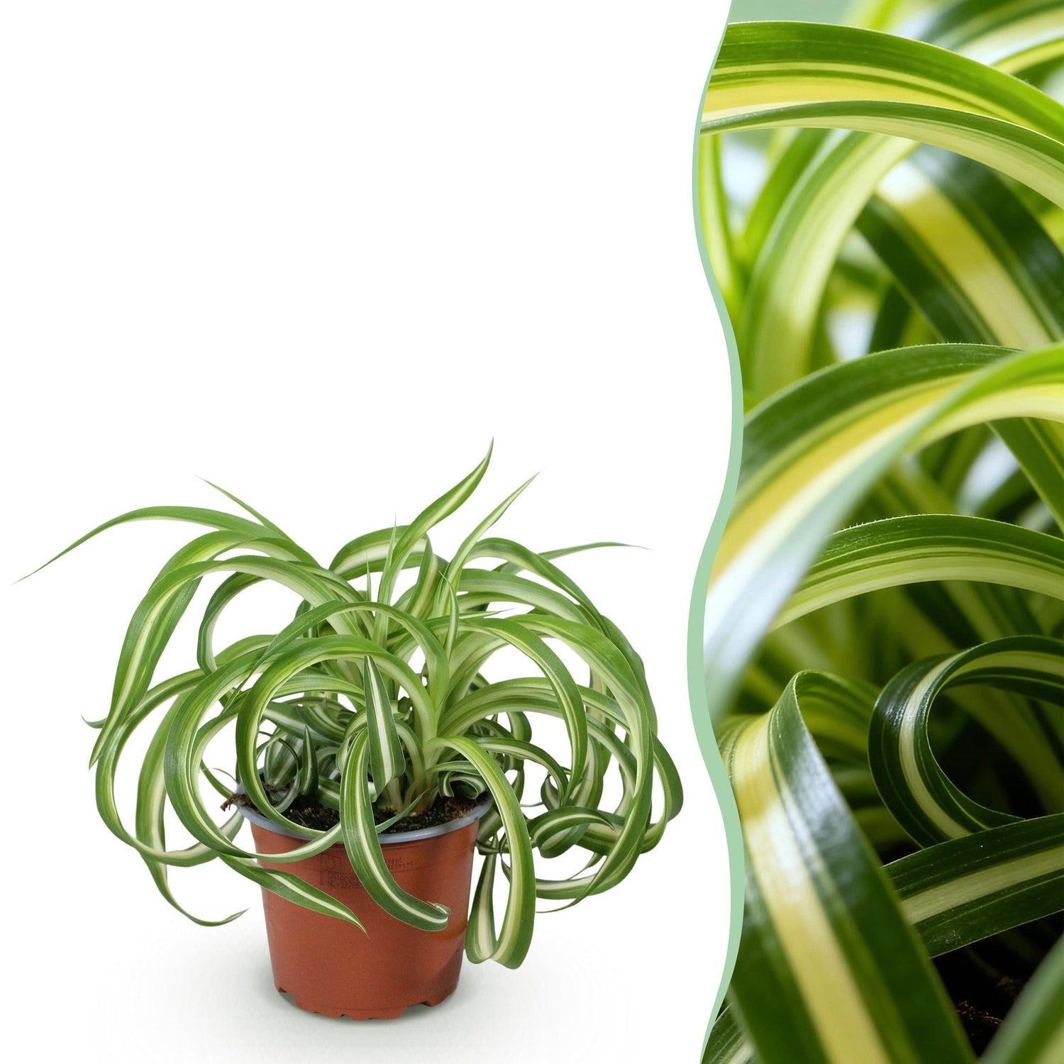 Chlorophytum comosum Bonnie, lockige Grünpflanze in Topf, Haustierfreundlich, Höhe 20cm, Everspring, Bild-Thumbnail