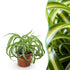Chlorophytum comosum Bonnie, lockige Grünpflanze in Topf, Haustierfreundlich, Höhe 20cm, Everspring, Bild-Thumbnail
