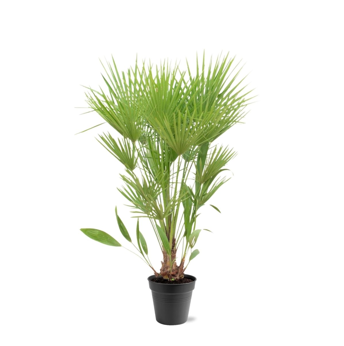 Chamaerops humilis kaufen – Europäische Zwergpalme, winterhart bis –12 °C - Wurzelwerk Design