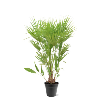 Chamaerops Humilis – Zwergpalmen für drinnen &amp; draußen