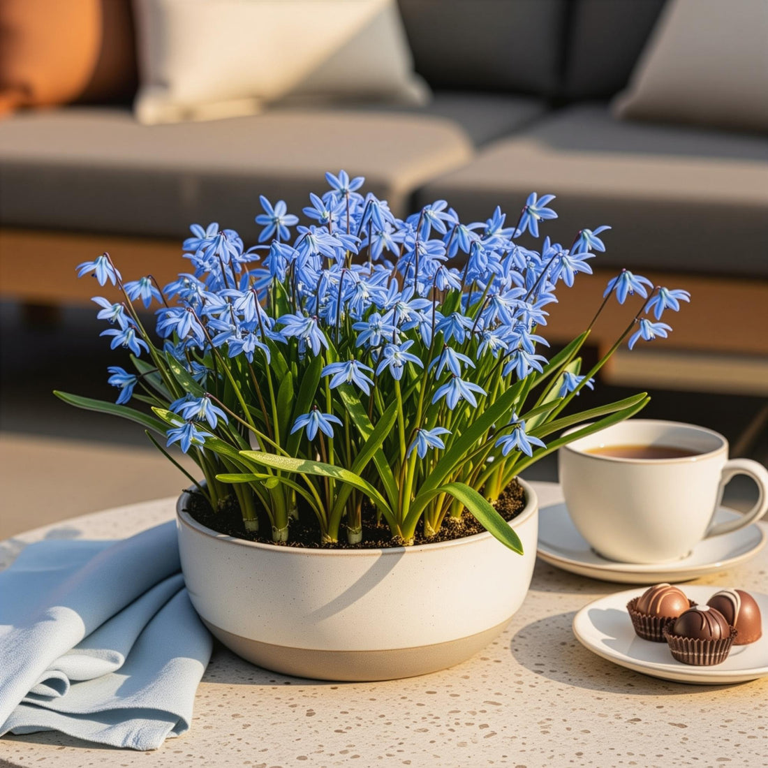Lila Blumenzwiebeln Scilla Siberica von Everspring, 50 Stück, Zwiebelgröße 7/8, XXL Pack, frisch und bereit zum Pflanzen