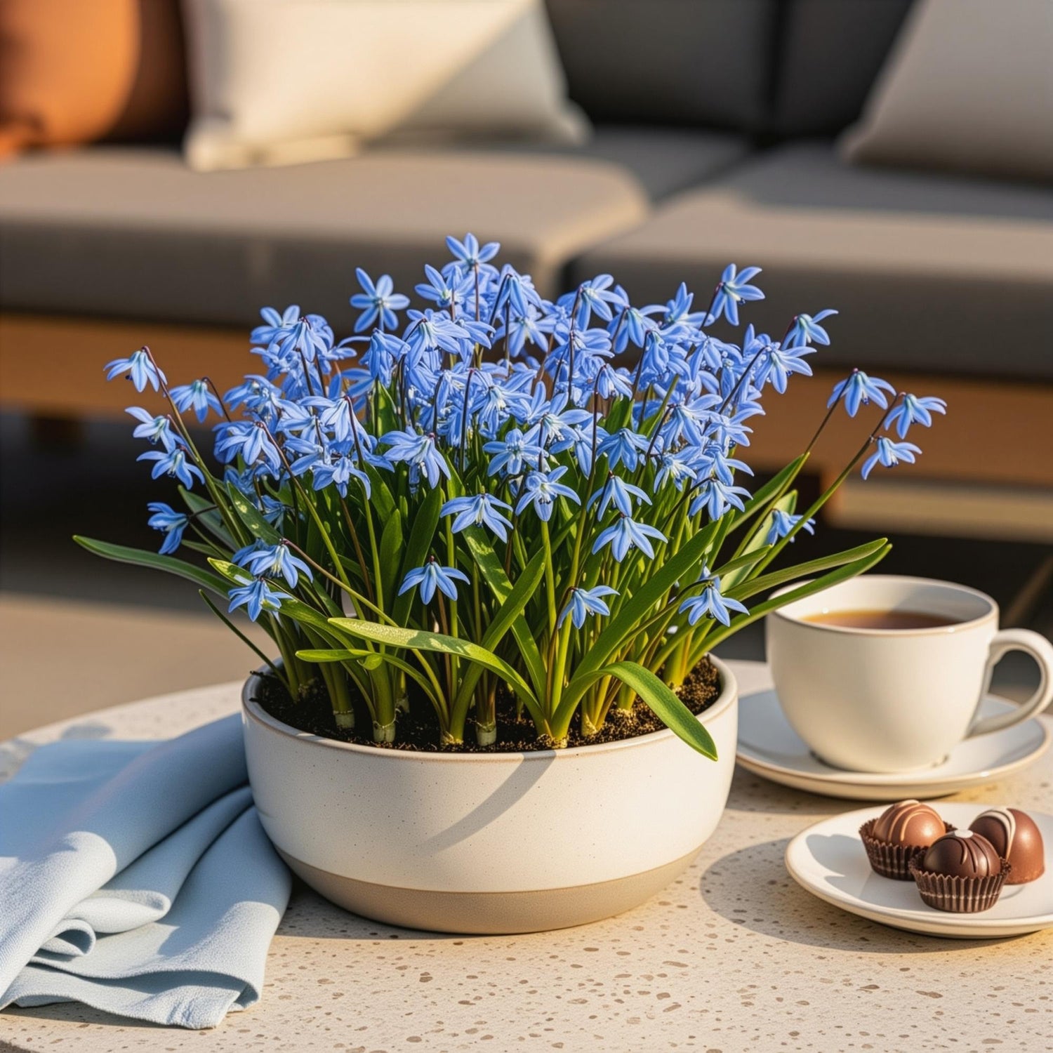 Lila Blumenzwiebeln Scilla Siberica von Everspring, 50 Stück, Zwiebelgröße 7/8, XXL Pack, frisch und bereit zum Pflanzen