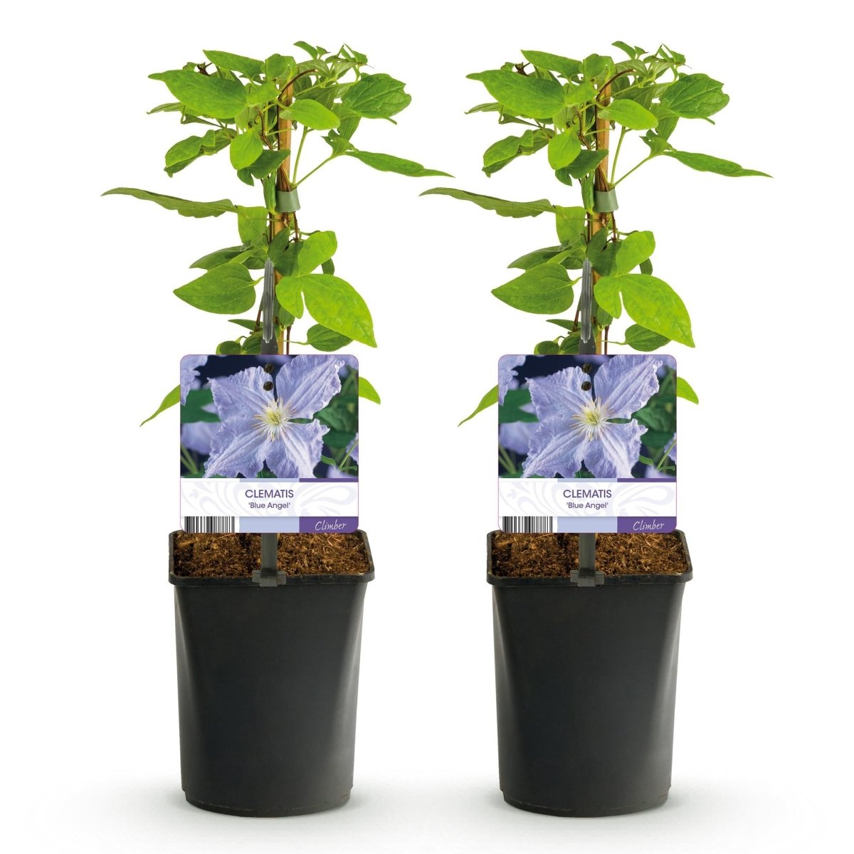 Clematis Blue Angel - Blüte Hellblau - Wenig Pflege - 2 Pflanzen - Topf 11cm Höhe 40cm - Wurzelwerk Design