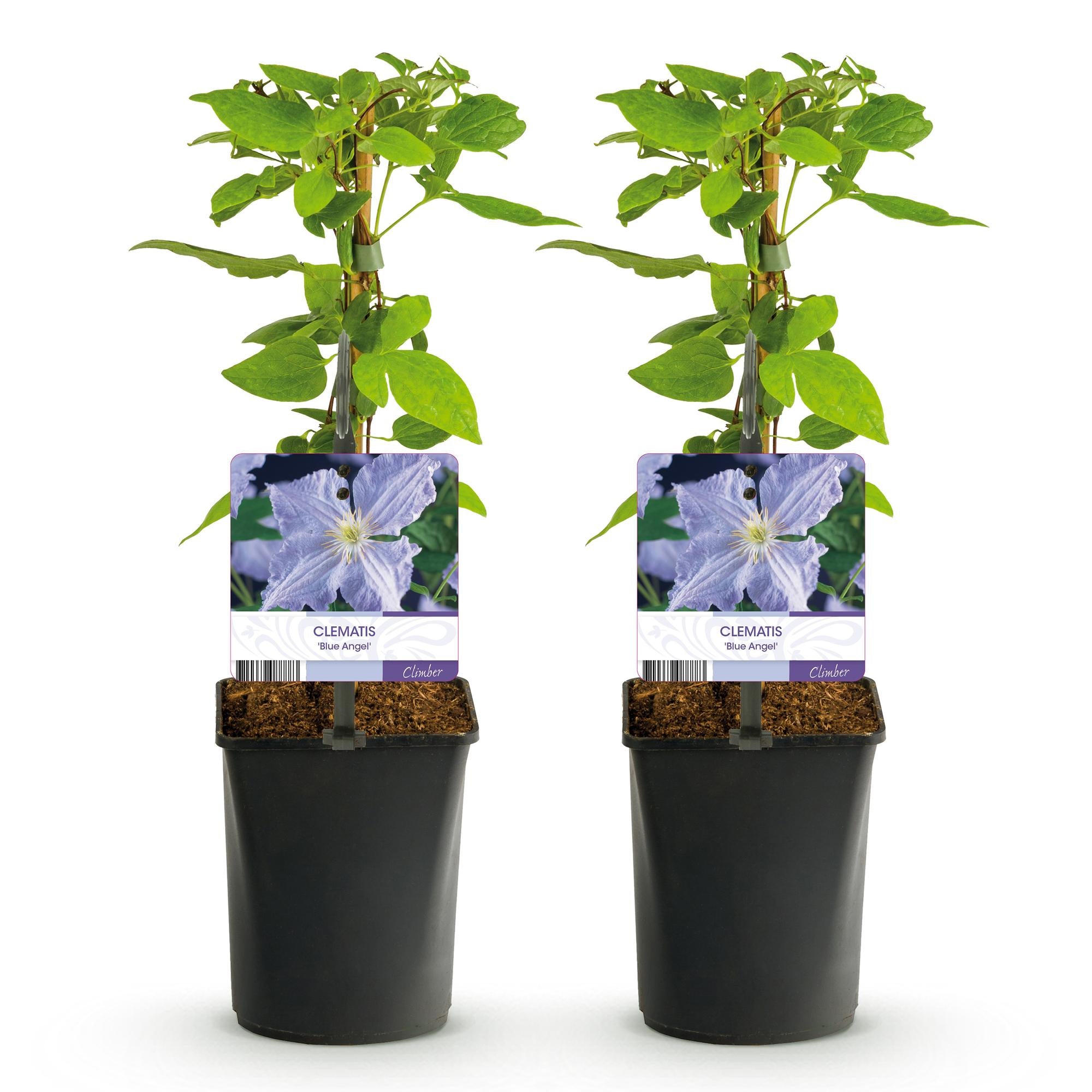 Clematis Blue Angel - Blüte Licht Blau - Wenig Pflege - 2 Pflanzen - Topf 11cm Höhe 40cm