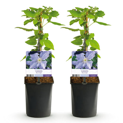 Clematis Blue Angel - Blüte Licht Blau - Wenig Pflege - 2 Pflanzen - Topf 11cm Höhe 40cm
