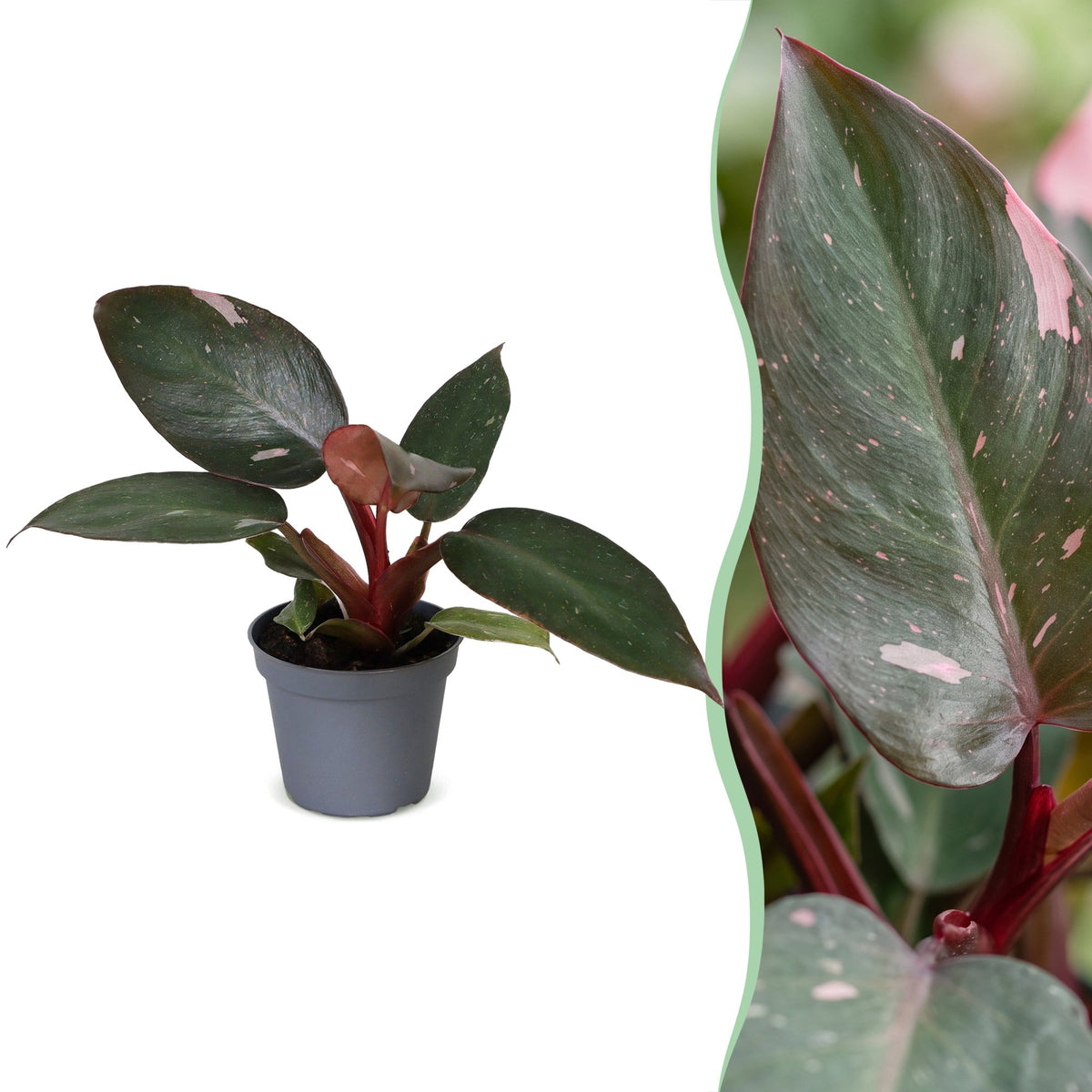 Philodendron &