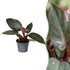 Philodendron &