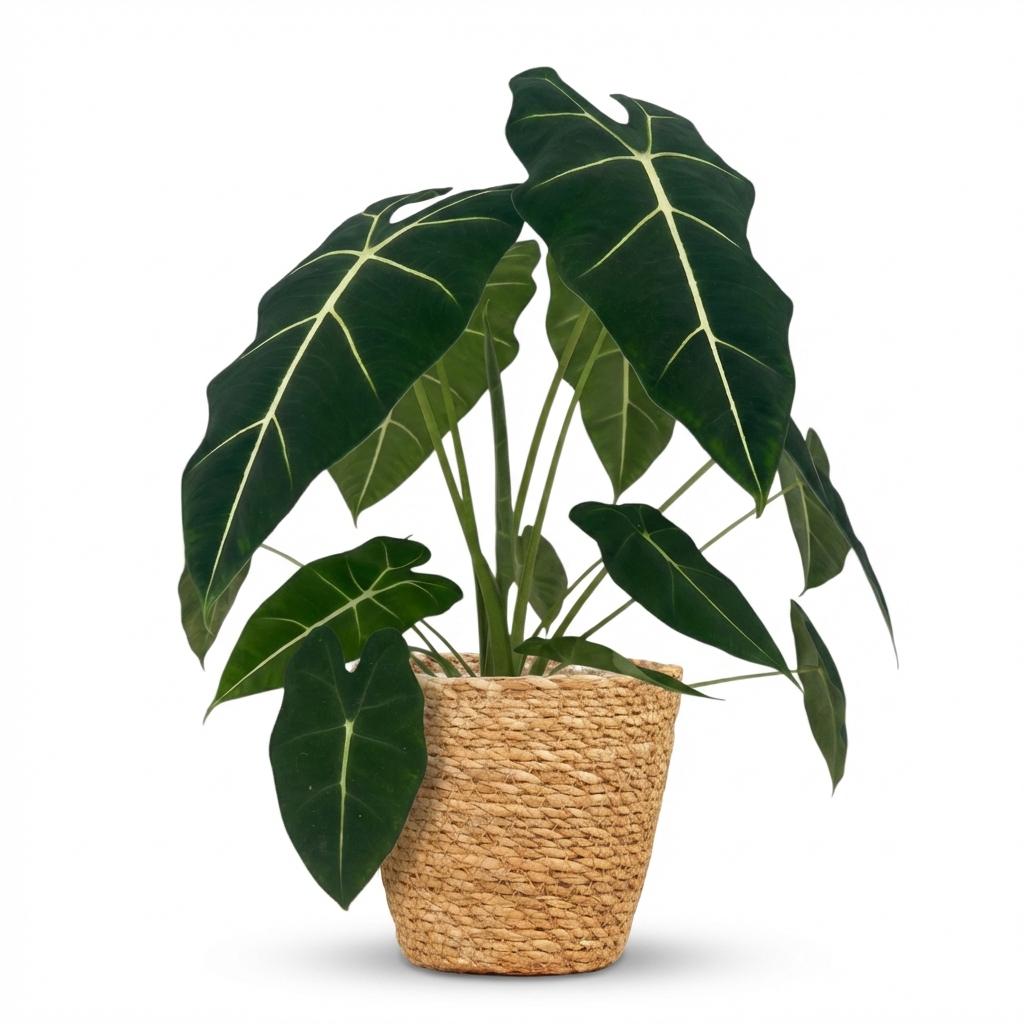 Alocasia Frydek kaufen | Elefantenohr – Topf Ø 19 cm, Höhe 60 cm - Wurzelwerk Design
