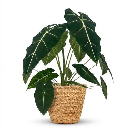Alocasia Frydek kaufen | Elefantenohr – Topf Ø 19 cm, Höhe 60 cm - Wurzelwerk Design
