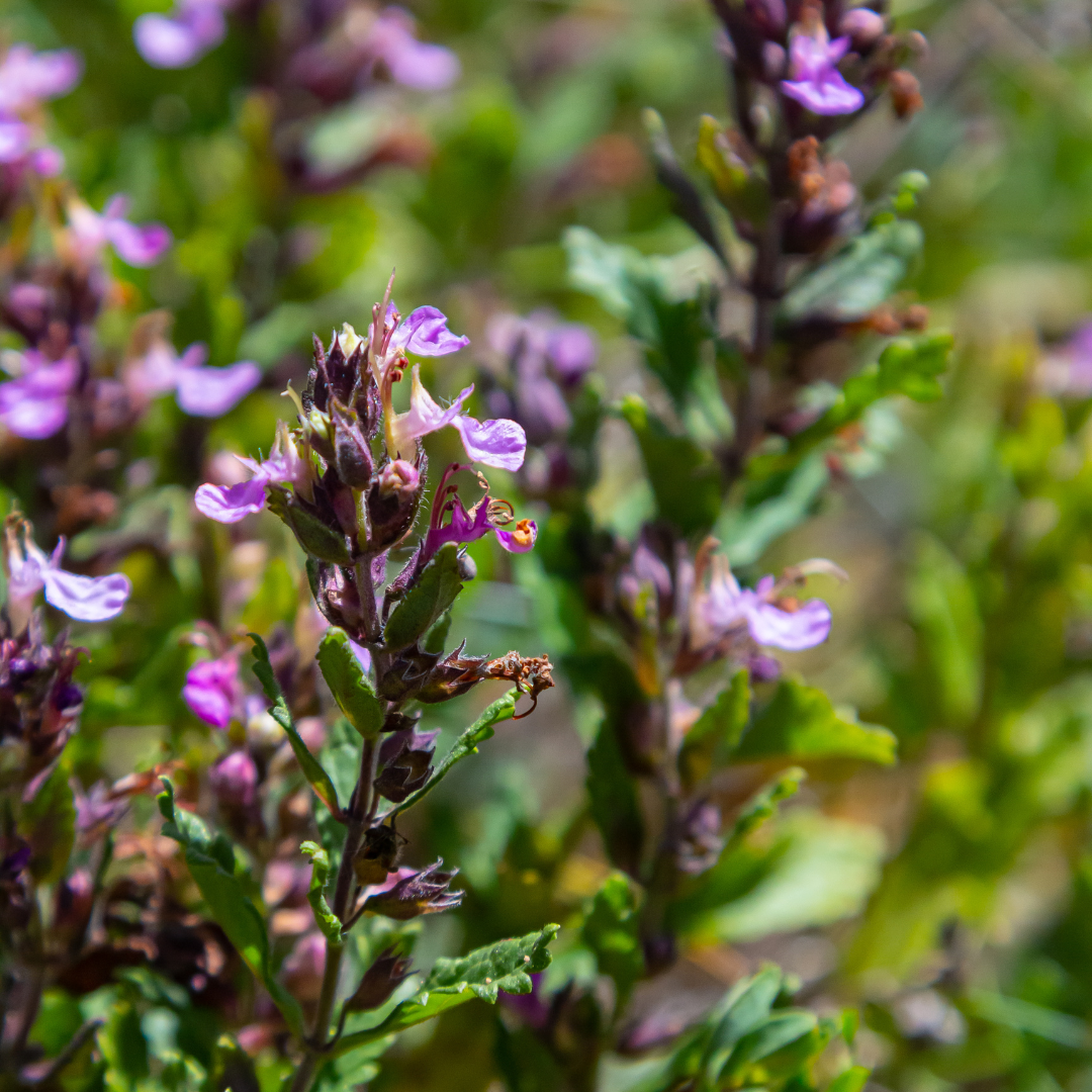 Sechs Teucrium lucidrys Pflanzen im Topf, etwa 10-25 cm hoch, mit grünen Blättern, von Everspring.
