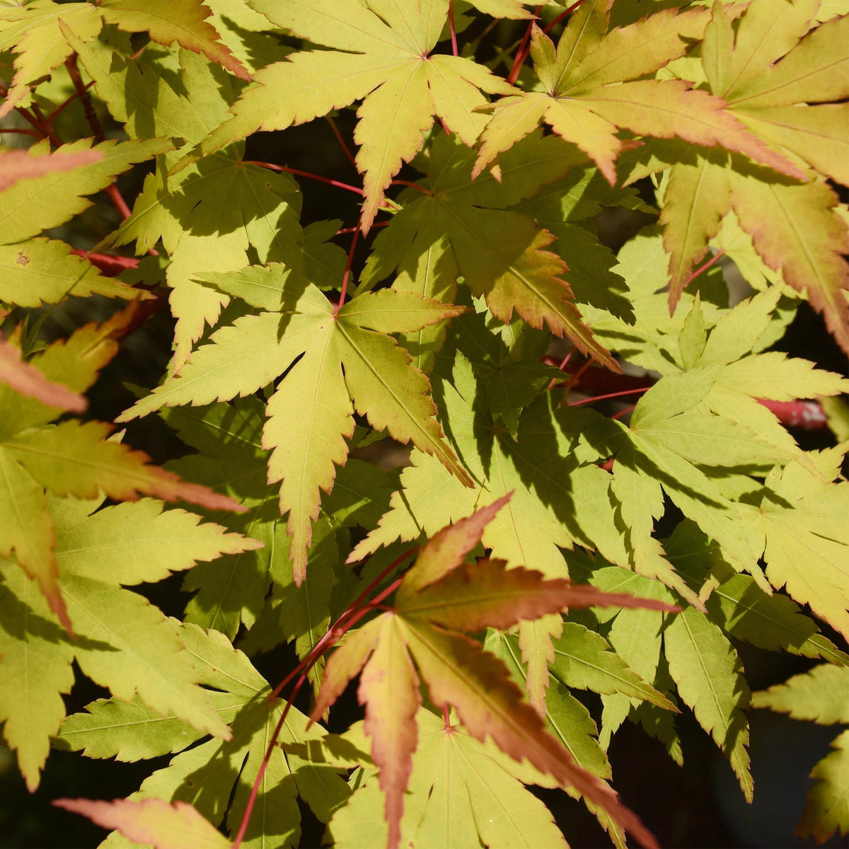 Zwei japanische Ahornbonsai Acer palmatum Summergold mit gelben Blättern, Topf 19cm, Höhe 70cm, laubabwerfend, Everspring.