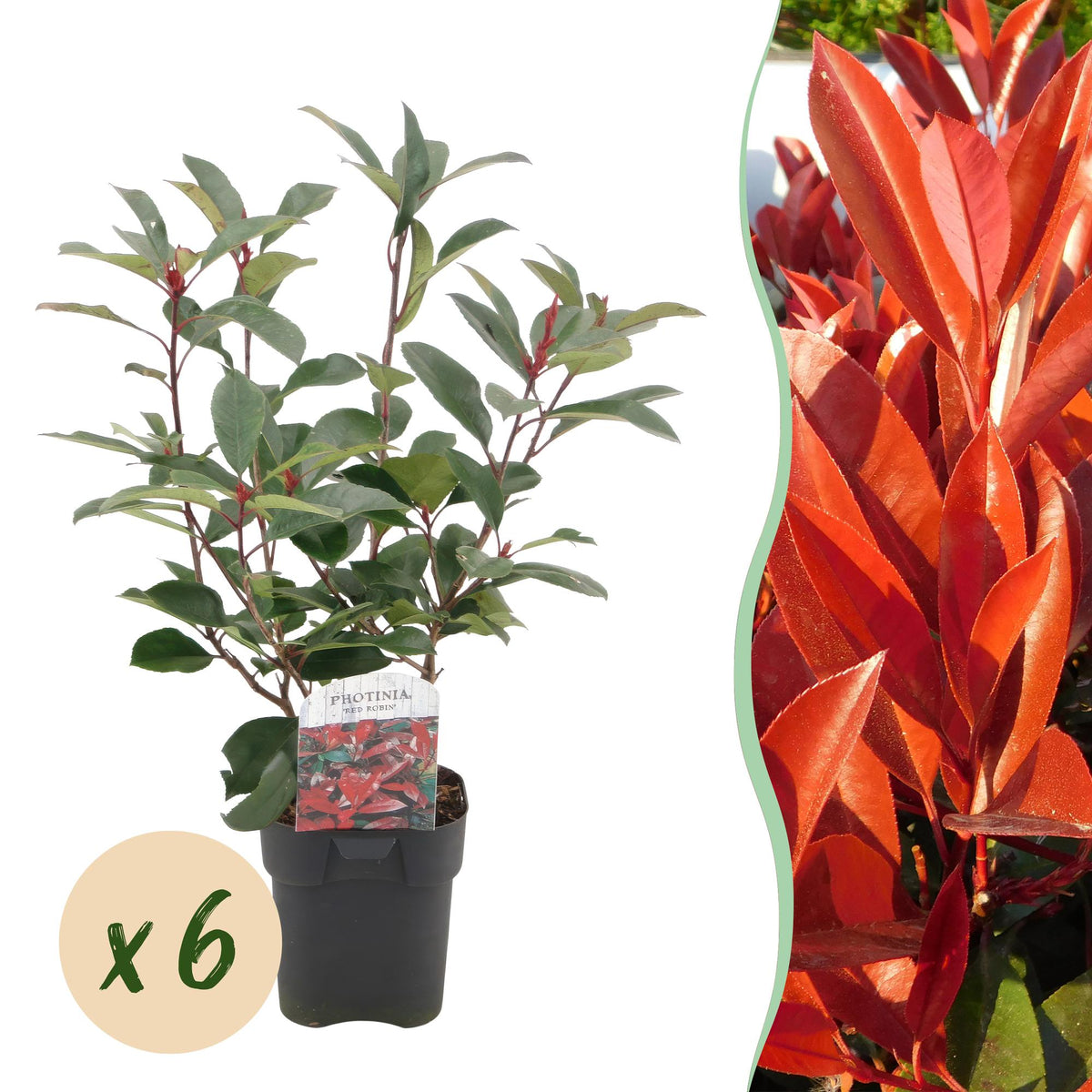 Heckenpflanzen Photinia fraseri Red Robin, immergrün, grün-rot, 6 Topf-Pflanzen, 50cm hoch, Everspring