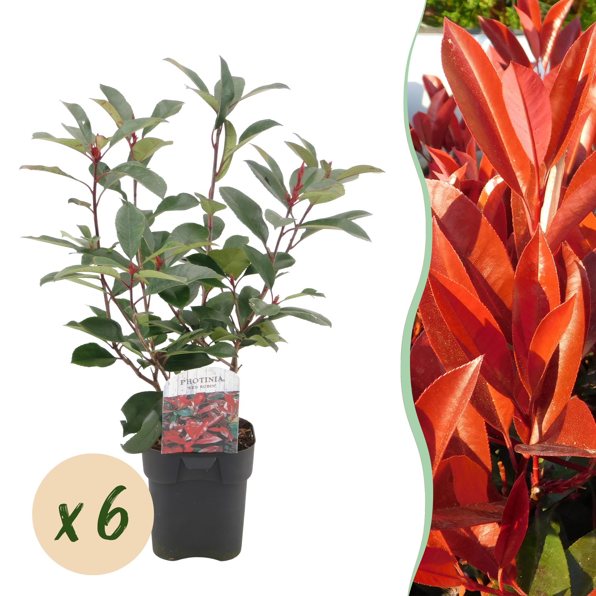 Heckenpflanzen Photinia fraseri Red Robin, immergrün, grün-rot, 6 Topf-Pflanzen, 50cm hoch, Everspring