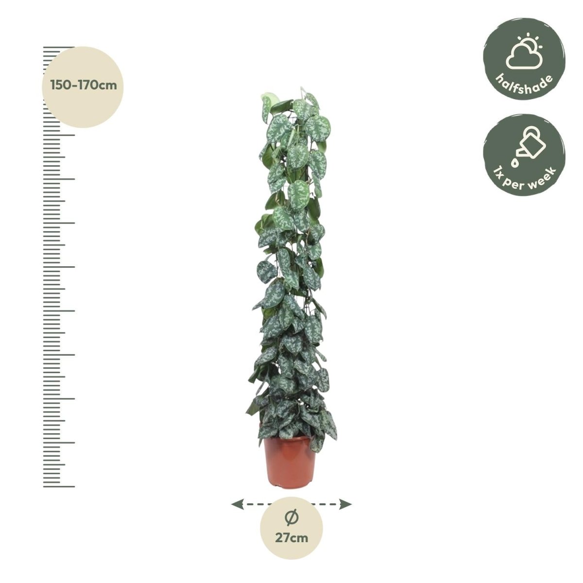 Scindapsus Pictus Trebie - 160 cm - Ø 27 cm - Wurzelwerk Design