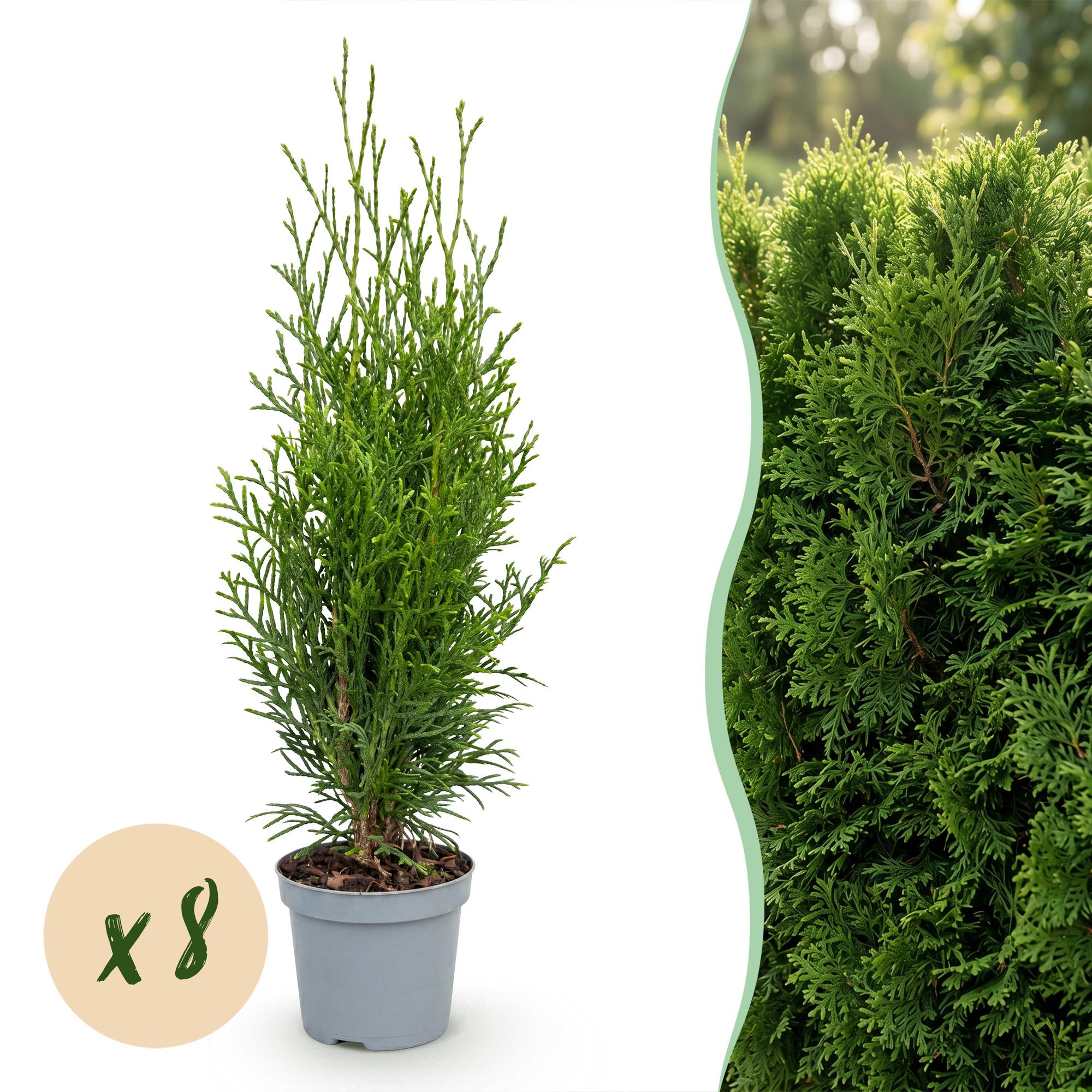 Lebensbaum Smaragd Jungpflanzen – Thuja occidentalis online kaufen | 8er-Set, immergrün &amp; winterhart – Wurzelwerk Design